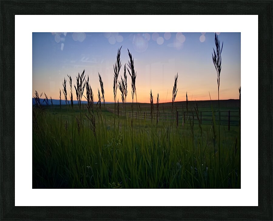 Grass Sunset Picture Frame print
