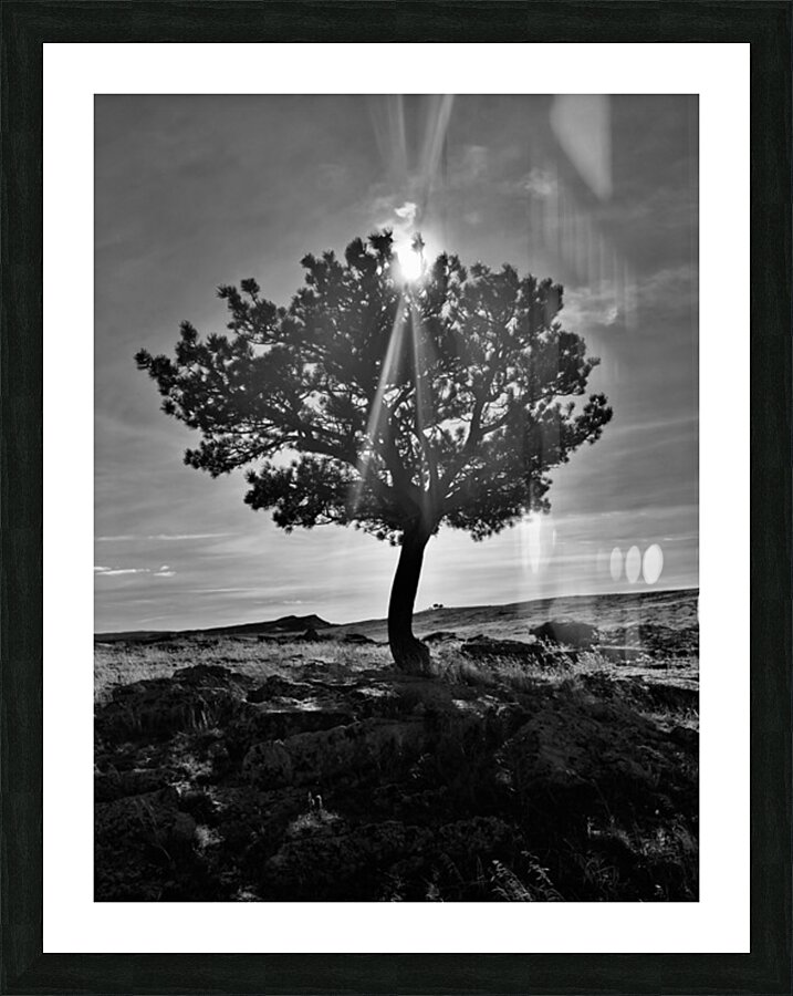 Lone Tree Hill  Picture Frame print