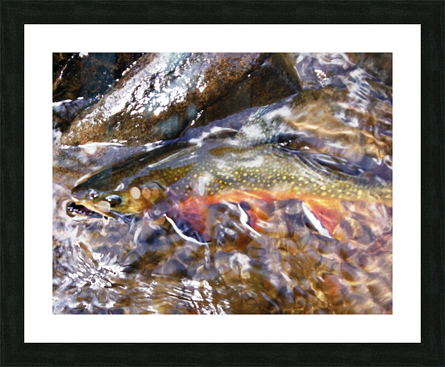 Fall Brookie  Picture Frame print