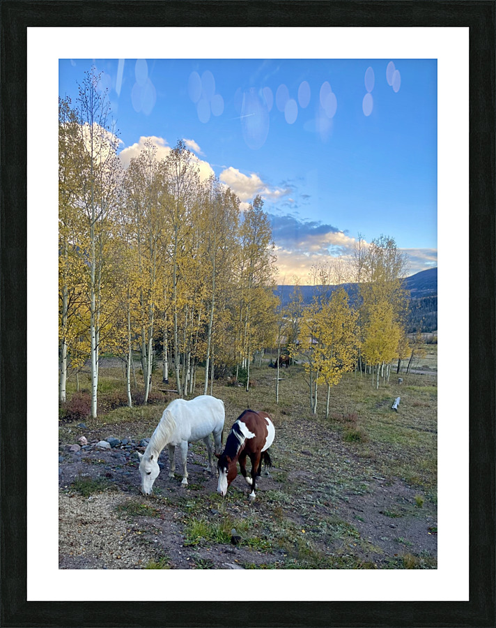 Sunset Grazing Picture Frame print