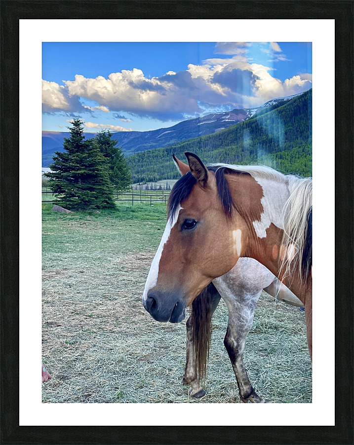 Painted pony Picture Frame print