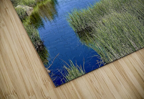 Beaver heaven Dick Davis puzzle