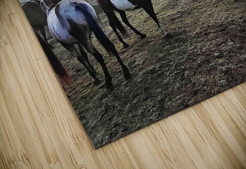 Evening Serenity Dick Davis puzzle