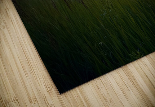 Grass Sunset Dick Davis puzzle