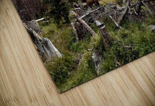 High Mountain Camp Sunset  Dick Davis puzzle