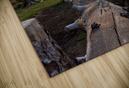 Watching Sunset Dick Davis puzzle