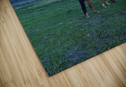  Peaceful Grazing  Dick Davis puzzle