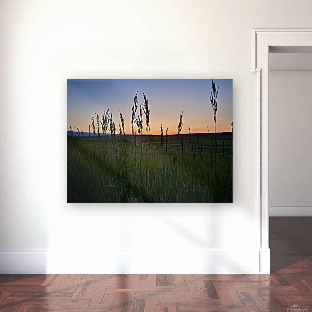 Grass Sunset Reproduction