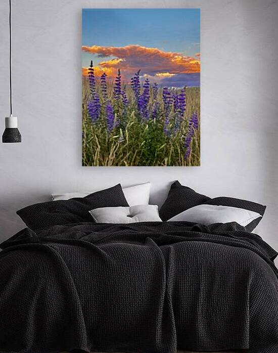 Lupine Sunset by Dick Davis