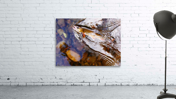 Brook Trout arrow head Wall Preview