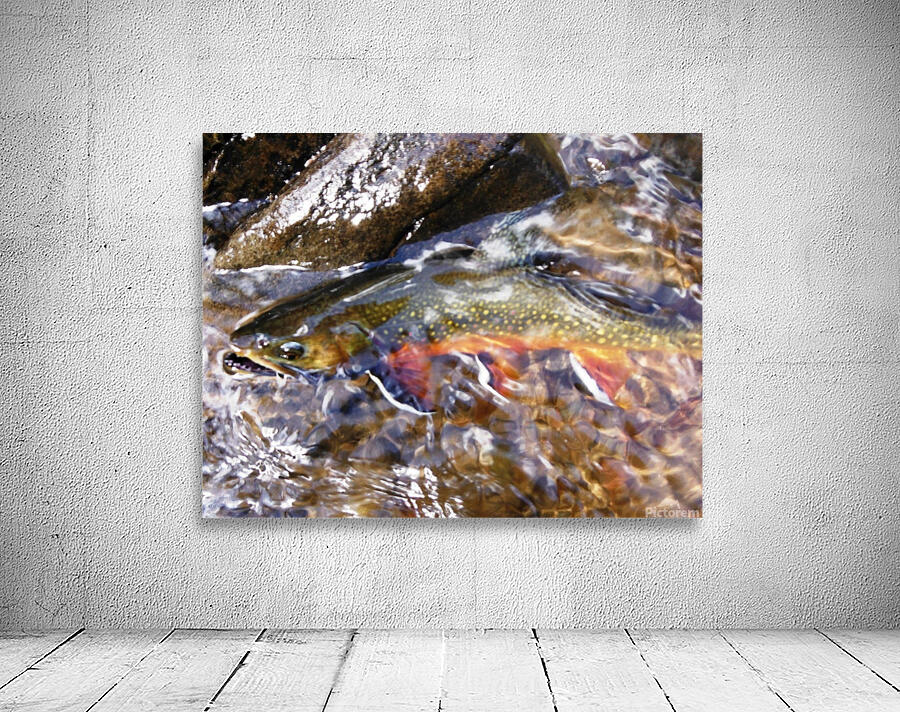 Fall Brookie  Wall Preview