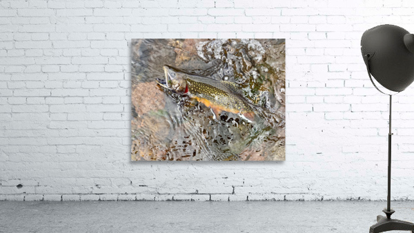 Snarling Brook Wall Preview