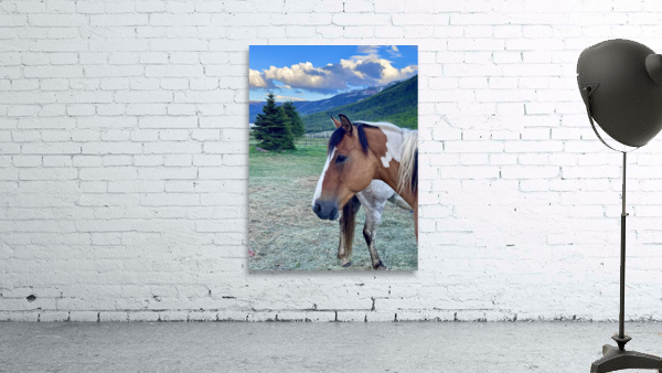 Painted pony Wall Preview