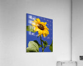 ArtPhotos244 Acrylic Print