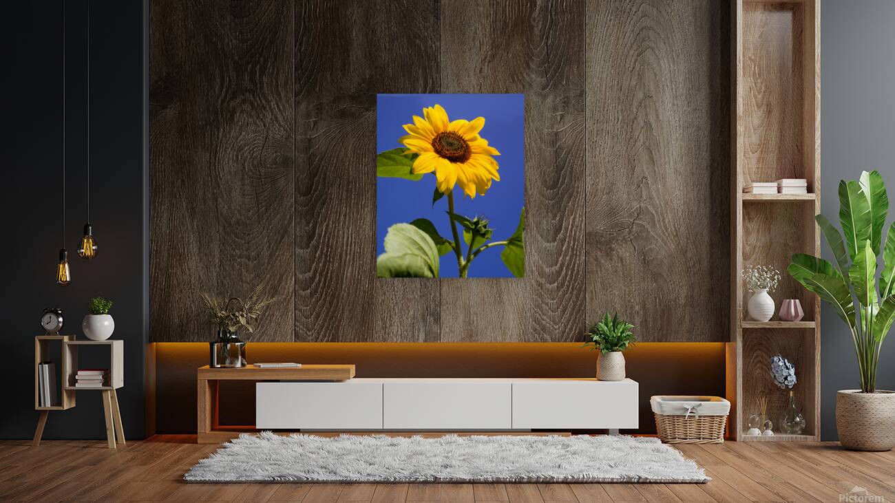 ArtPhotos244 Reproduction