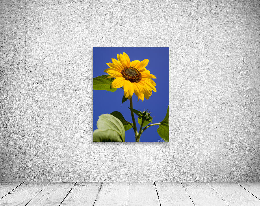 ArtPhotos244 Wall Preview