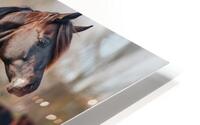 horse HD Metal print