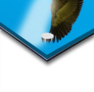 Canadian goose in flight Acrylic print