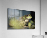 A frogs portrait Acrylic Print