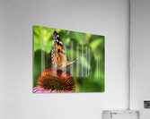 Monarch Acrylic Print