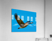 Canadian goose in flight Acrylic Print
