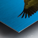 Canadian goose in flight Metal print