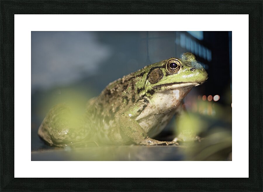 A frogs portrait Picture Frame print