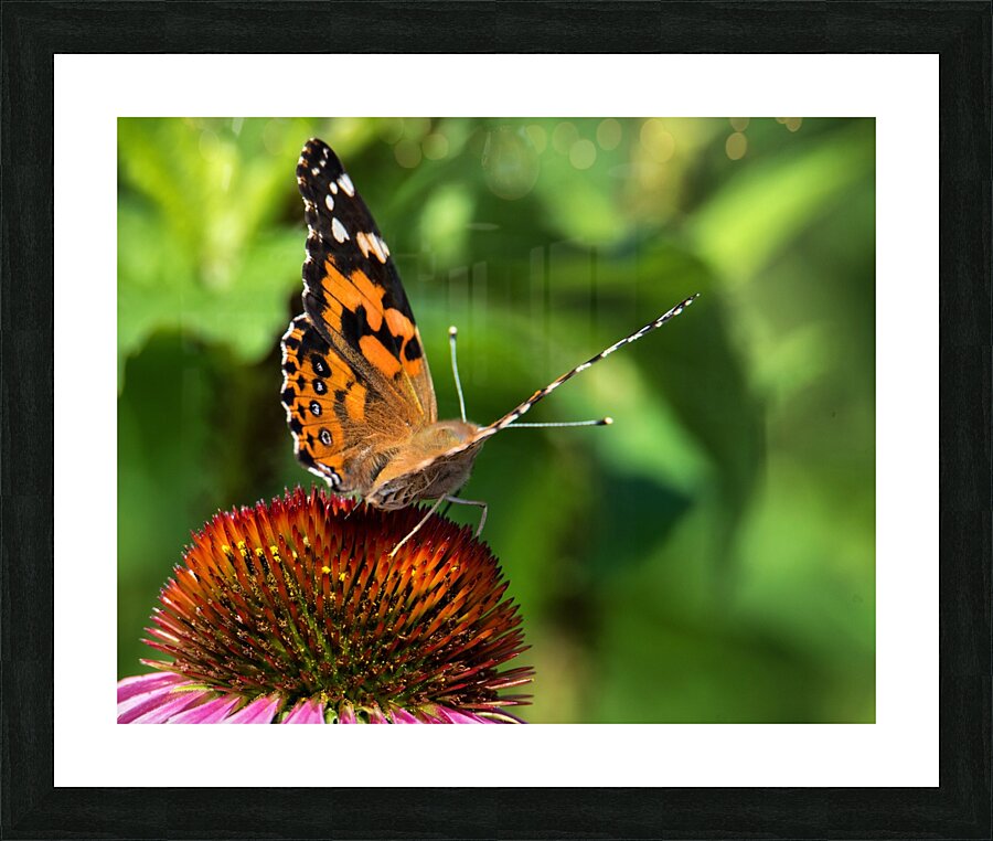 Monarch Picture Frame print