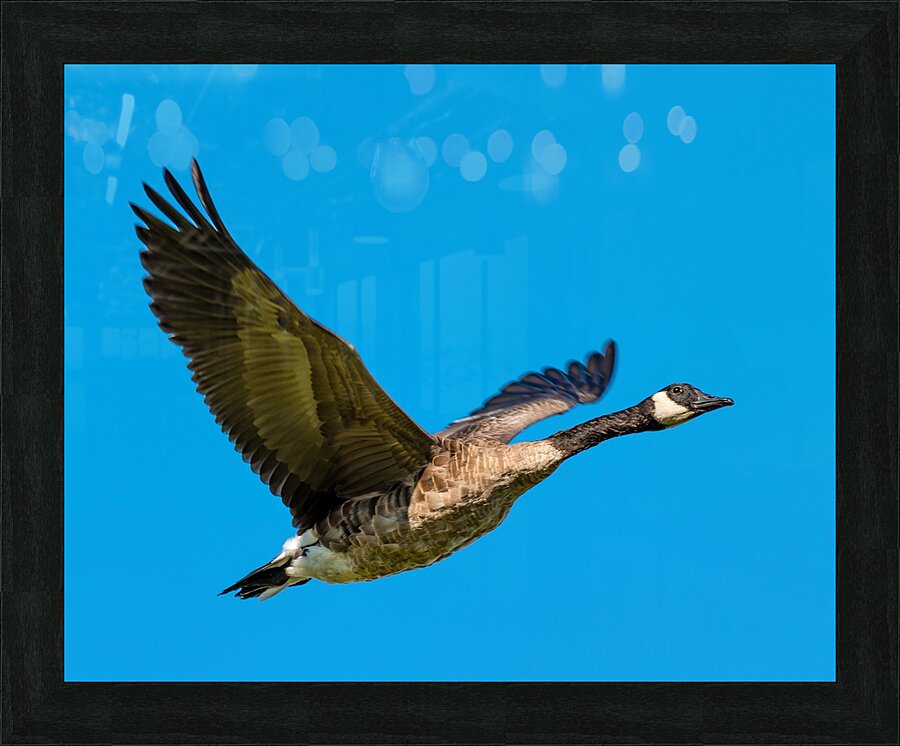 Canadian goose in flight Picture Frame print