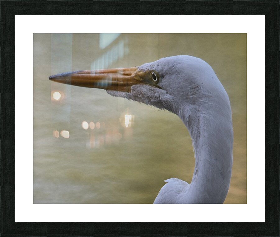Great white Picture Frame print