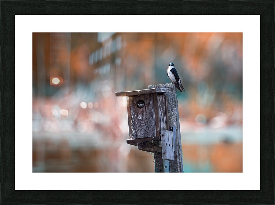 Bird Condo Picture Frame print