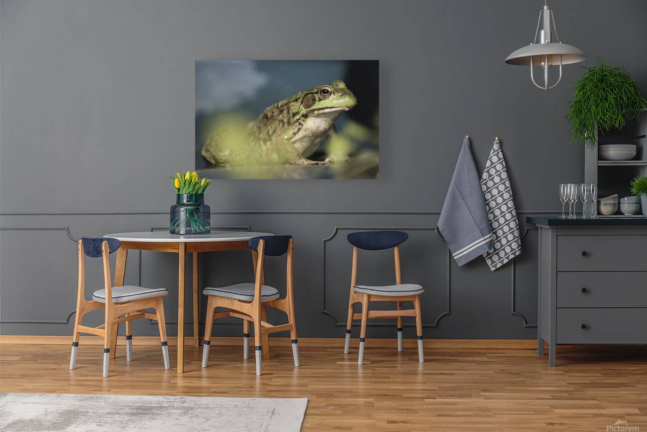 A frogs portrait Reproduction