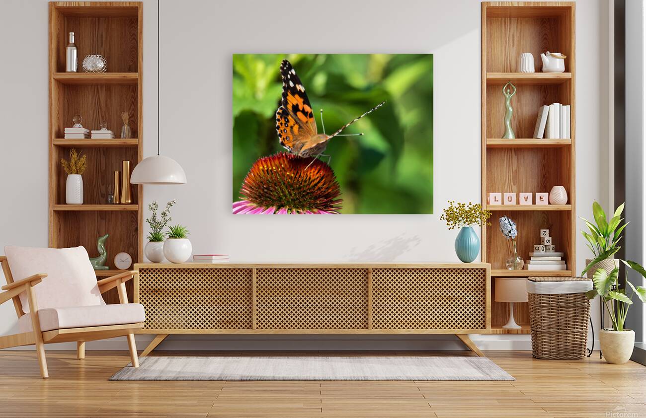 Monarch Reproduction
