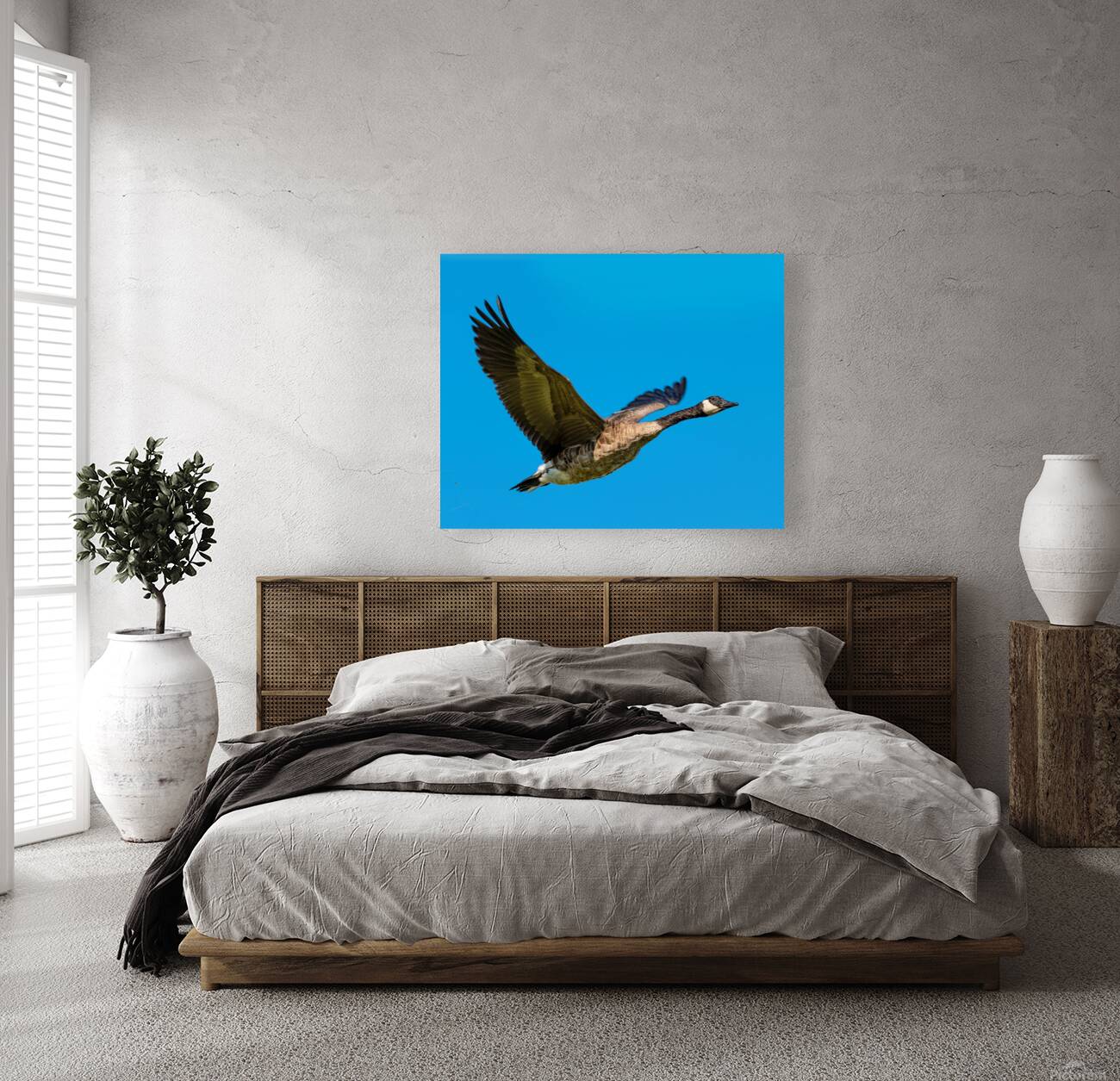 Canadian goose in flight Reproduction