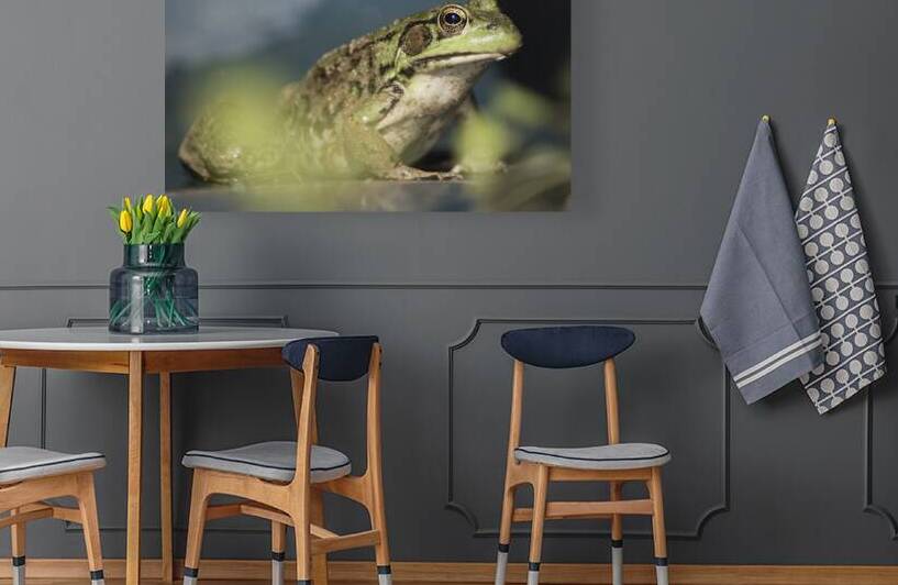 A frogs portrait by Rodney Allan Gardner