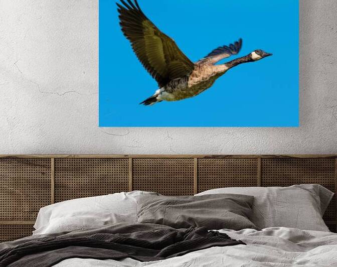 Canadian goose in flight by Rodney Allan Gardner