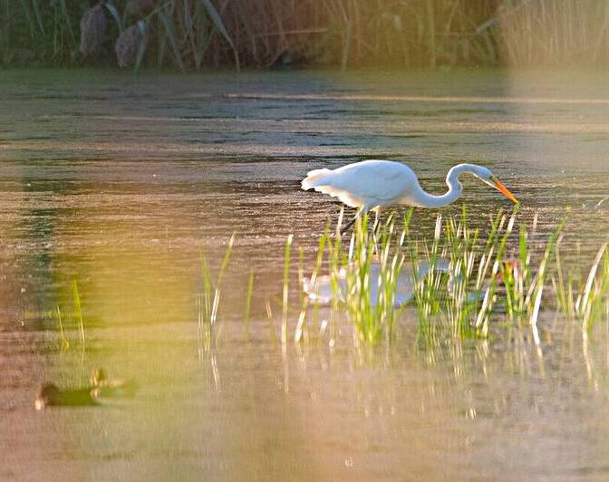 Hidden in spectacular sight by Rodney Allan Gardner