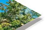 Park life HD Metal print