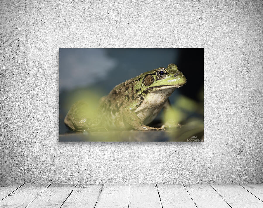 A frogs portrait Wall Preview