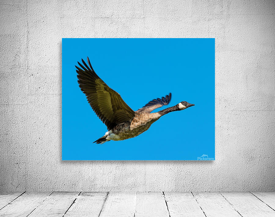 Canadian goose in flight Wall Preview