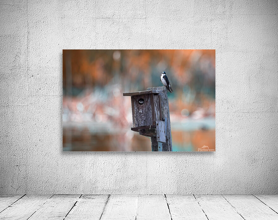 Bird Condo Wall Preview