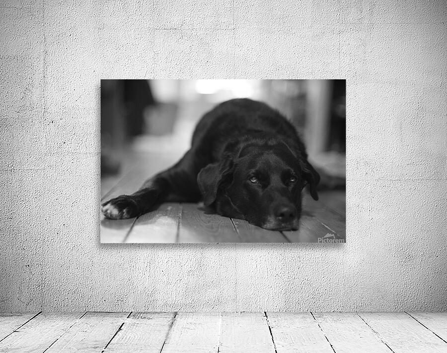 Old good boy Wall Preview
