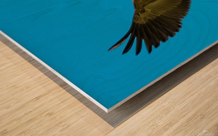 Canadian goose in flight Wood print