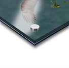 eagle landing Acrylic print