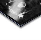 bear advancing b w 2 Acrylic print