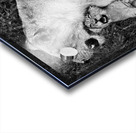 lion cuddle 30x30 Acrylic print