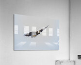 eagle in flight Acrylic Print