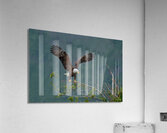 eagle landing Acrylic Print