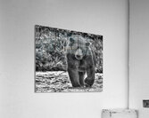bear stare b:w Acrylic Print