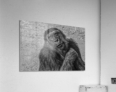 contented  30x20 Acrylic Print
